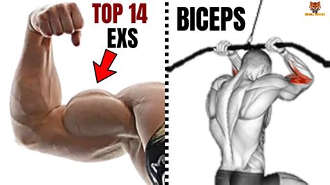 Top 14 Biceps Workout At Gym To Get Bigger Arms Fast Classement Meilleurs Exercices Des Biceps