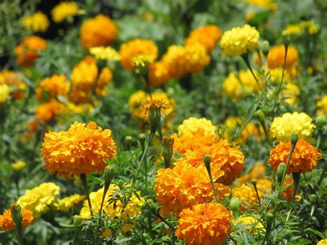 Free for commercial use no attribution required high quality images. Marigold Flowers Seeds (Tagetes Patula Mix) French ...