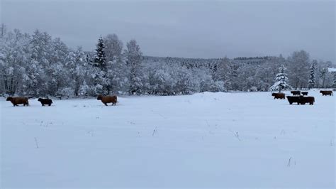 Scottish Highland Cattle In Finland Cows Running In The Snow