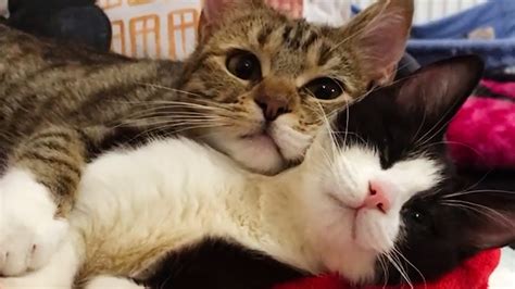 This Is How Cats Show Love 😍 Cute Cats Showing Love 😍 Petastic 🐾