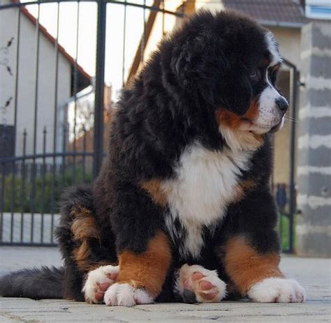 Bernese Mountain Dog Big Fluffy Dog Breeds Puppy Cute Dog