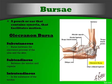 Ppt Elbow Joint Powerpoint Presentation Free Download Id2086577