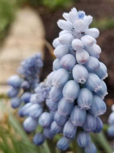 Download 球根植物 スノーフレーク ムスカリ ハナニラ Images For Free