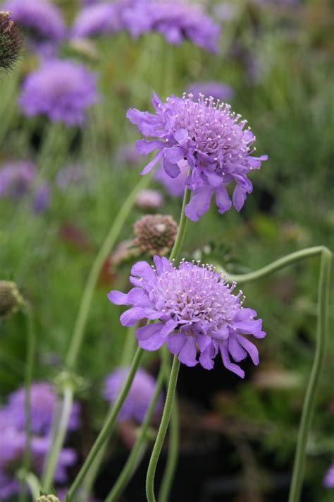 Scabiosa Columbaria Butterfly Blue Luberach