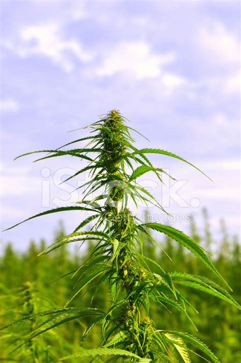 Hemp Plant Stock Photo Royalty Free Freeimages