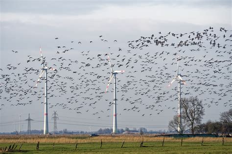 Wind Turbine Bird Mortality How Many Birds Do Turbines Kill