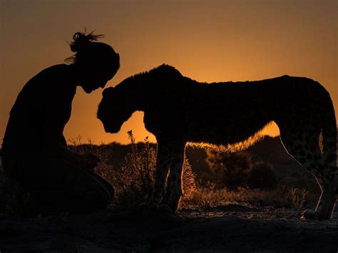 Sunset Cheetah Walk Image Namibia National Geographic Photo Of The