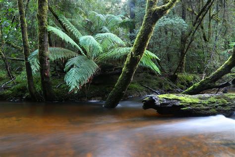 The Tarkine Rainforest Walk - Welcome to the Great Walks of Tasmania