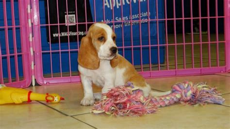 Find basset hounds for sale on oodle classifieds. Precious Brown & White, Basset Hound Puppies For Sale In ...