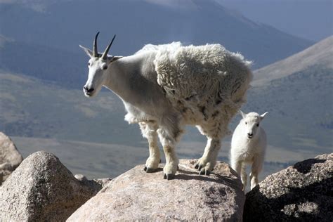 How Do Mountain Goats Get Their Incredible Cliff Climbing Skills