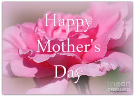 Pink Rose Mothers Day Card Photograph By Carol Groenen