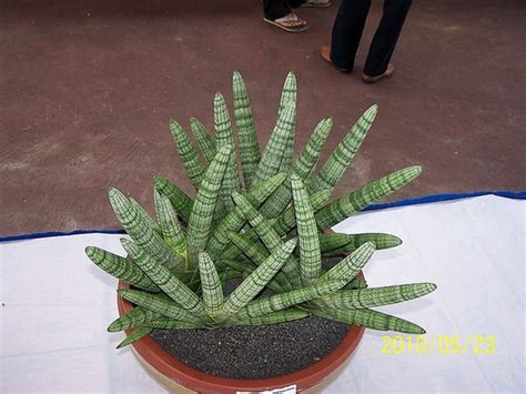 The genus was named for raimondo di sangro, prince of sansevero, a faithful patron of horticulture in 18th century italy. サンスベリア キリンドリカ・パツラ Sansevieria cylindrica var.patula｜多肉植物図鑑 ...
