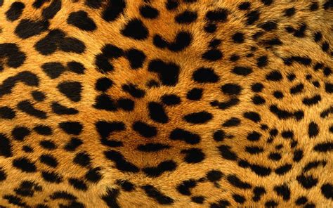 Animal Print Desktop Backgrounds Wallpaper Cave