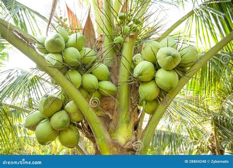 Clouse Up Bunch Of Coconuts On Coconut Tree Stock Photo Image Of