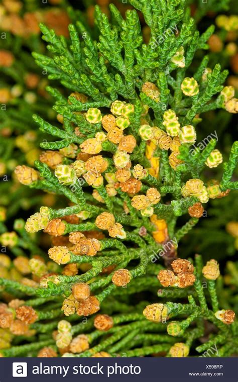 Phoebe takes steve over to monica's place so she can impress him with her culinary skills. Italian cypress (Cupressus sempervirens), branch with male ...