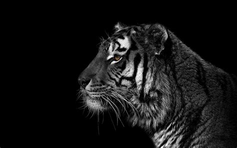 🥇 Black And White Animals Tigers Wallpaper 82288