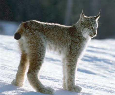 Animal Facts Canada Lynx Canadian Geographic