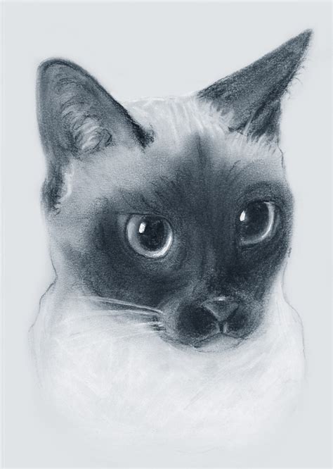 A5 Siamese Cat Charcoal Drawing Art Print By Shaknys Etsy Uk