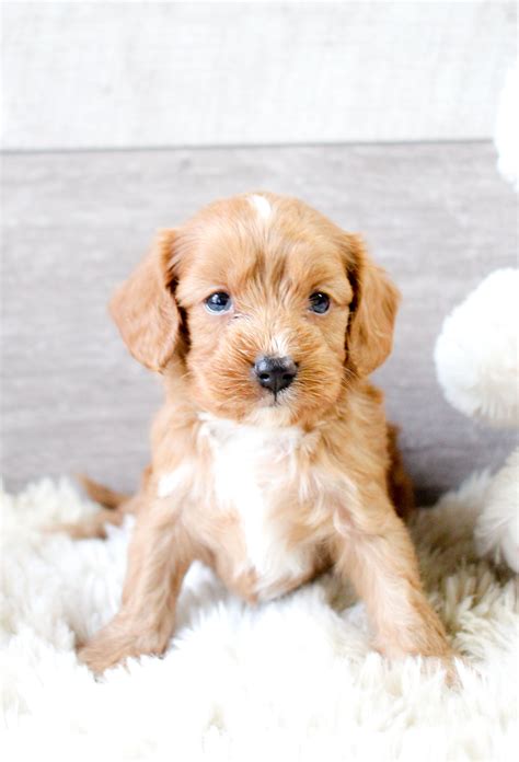 Texas licensed breeder with over 25 years of breeding experience. Puppies for Sale | Cavapoo puppies, Dog breeder, Lancaster ...