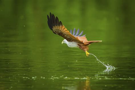 Advanced Bird Photography Birds In Flight Part 1