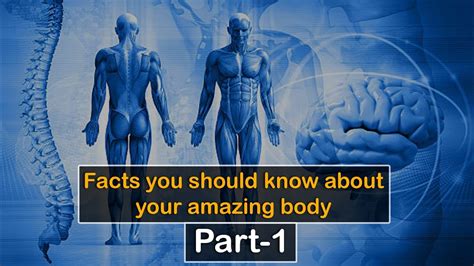 Facts You Should Know About Your Amazing Body Part 1 Top Ten Facts