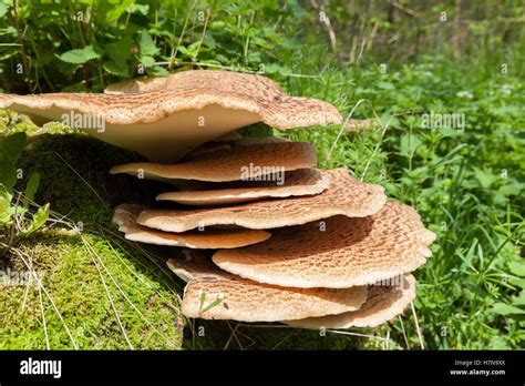 Shelf Fungus Shelf Fungus Hi Res Stock Photography And Images Alamy