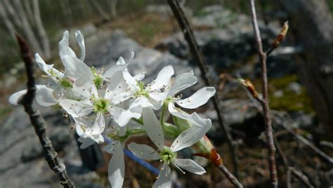 Arbusto dai piccoli fiori bianchi profumatissimi. Albero Con Fiori Profumatissimi / Albero Tropicale Con I ...
