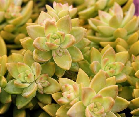 How To Propagate Sedum Using Seeds Division And Leaf Or Stem Cuttings