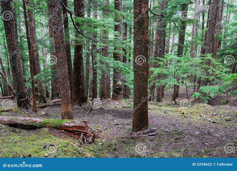 The Cedar Forest Arz Er Rabb In The Lebanese Mountains Royalty Free