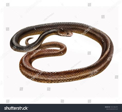 Coastal Taipan Oxyuranus Scutellatus Realistic Drawing Stock