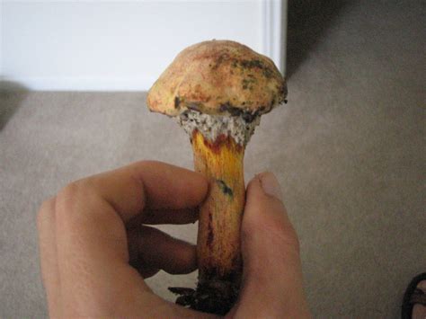Houston Boletus Edible Mushroom Hunting And Identification