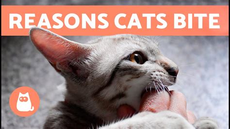 Why Does My Cat Bite Me Reasons For Cats Biting Pet News Live