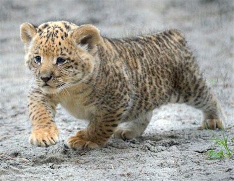 Adorable Liger Cubs Make Their Debut Picture Liger Cubs Make Their