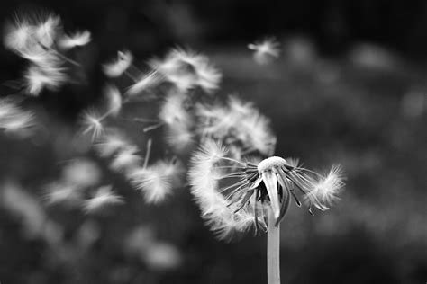 Dandelion Blowing In The Breeze By Adam9596 Redbubble