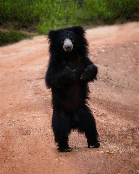 Sri Lankan Sloth Bear Bears Stand And Walk On The Soles Of