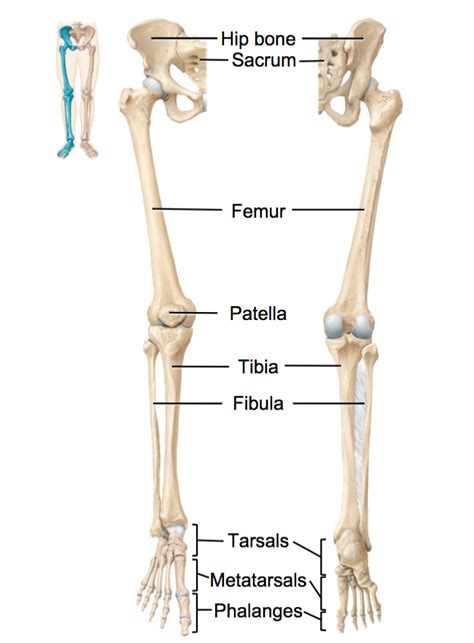 Anatomy 218 Unit 2 Appendicular Skeleton Lower Limb Diagram Quizlet