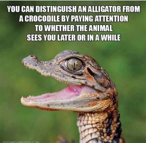 Alligator Vs Crocodile Corny Jokes Cheesy Jokes Jokes
