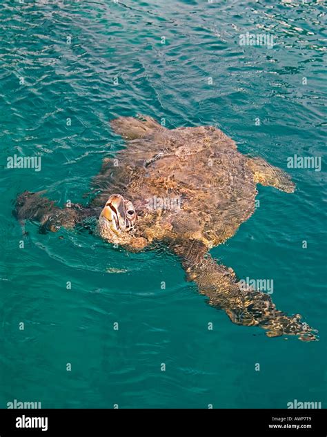 Green Sea Turtle Breathing Chelonia Mydas Honokohau Harbor Kona Big