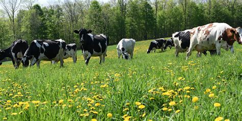 5 Reasons Cows Appreciate Pasture