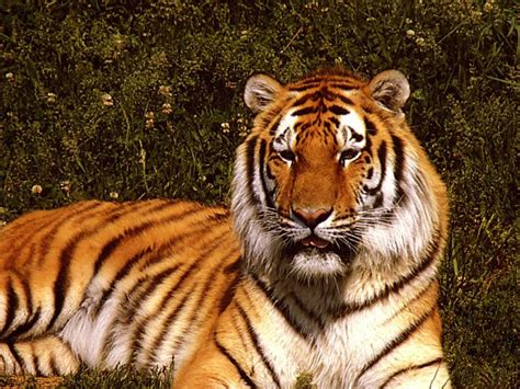 Фото тигра Тигры львы Животные Картинки на рабочий стол