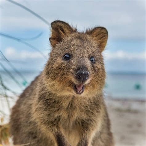 What does the quokka look like? 2996 best cuteness images on Pinterest | Quokka, Australia ...