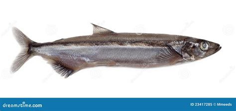 Salted Capelin Fish Royalty Free Stock Photo Image 23417285