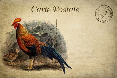 Vintage Postcard French Rooster Free Stock Photo Public Domain Pictures