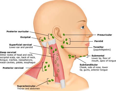 Normal canine head and neck lymph nodes have been described as being homogeneous and. Head And Neck Lymph Node Location