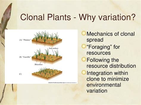 Ppt Plant Ecology Chapter 7 Powerpoint Presentation Free Download