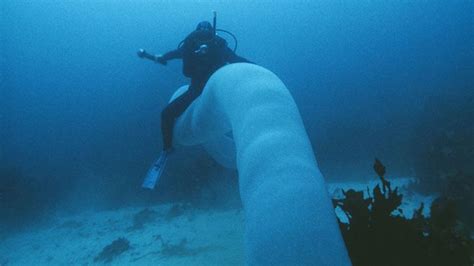 Giant Tubular Creature Caught On Camera Under The Sea Blogging