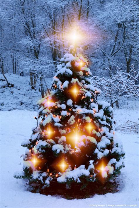 Christmas Tree Snowchristmas Picture Ideas
