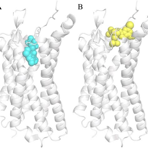 Comparison Of The Agonist Antagonist Binding Sites Between A