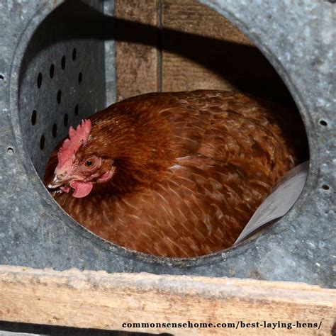 Best Laying Hens For Beginners White Eggs Brown Eggs 2023