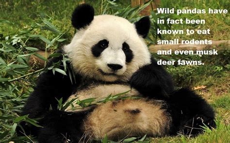 33 Panda Facts Guaranteed To Surprise And Delight You